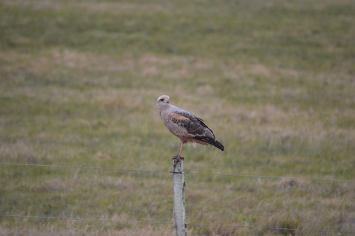 Savanna Hawk