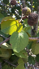 Rhopalocarpus suarezensis image