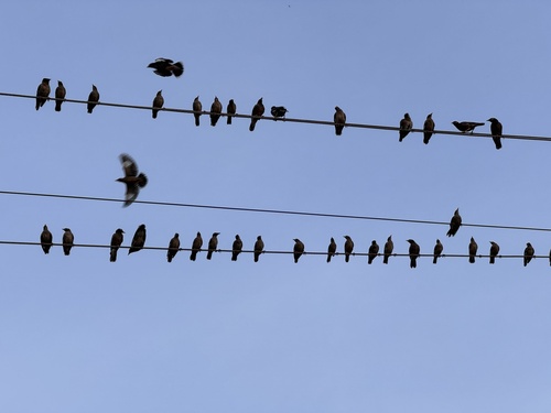 Common Myna