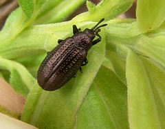 Microrhopala excavata