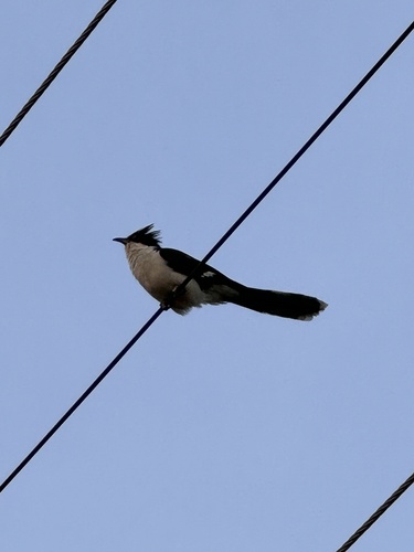 Pied Cuckoo