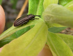 Microrhopala excavata