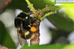 Bombus ganjsuensis