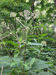 Eutrochium purpureum