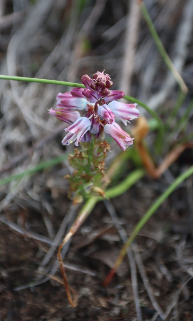 Lachenalia youngii, Kalanderkloof Ridge Walk, n and e of R102, above Natures Valley