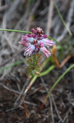 Image of Lachenalia youngii by (c) Tony Rebelo, some rights reserved (CC BY-SA)