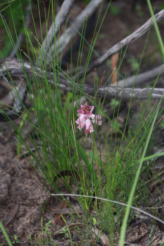 Image of Lachenalia youngii by (c) Tony Rebelo, some rights reserved (CC BY-SA)