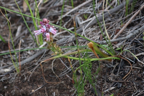 Lachenalia youngii