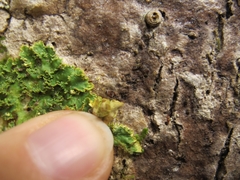 Podostictina pickeringii