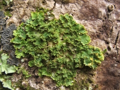 Podostictina pickeringii