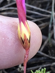 Oxalis confertifolia