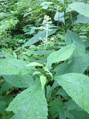 Eutrochium purpureum