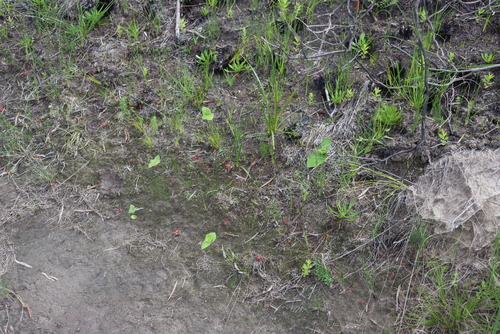 Image of Satyrium acuminatum by (c) Tony Rebelo, some rights reserved (CC BY-SA)