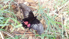 Heraclides anchisiades capys