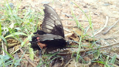 Heraclides anchisiades capys