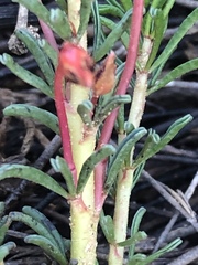Oxalis confertifolia
