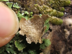 Pseudocyphellaria montagnei