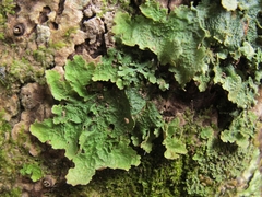 Pseudocyphellaria montagnei