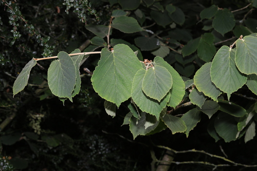 Hamamelis mollis, photograph 4
