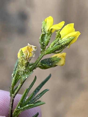 Brightpod Pixiepea (Melolobium lampolobum)