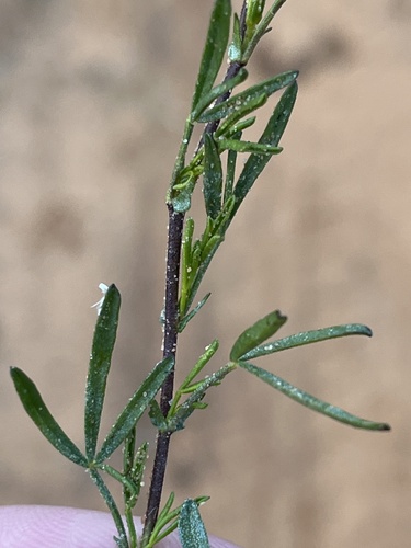 Image of Melolobium lampolobum by (c) Dave U, some rights reserved (CC BY-SA)