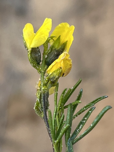 Image of Melolobium lampolobum by (c) Dave U, some rights reserved (CC BY-SA)