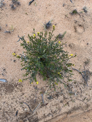 Image of Melolobium lampolobum by (c) Dave U, some rights reserved (CC BY-SA)