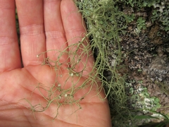 Usnea dasaea