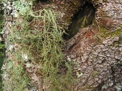 Usnea dasaea