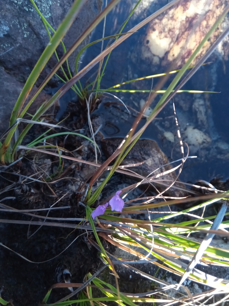 Utricularia livida E.Mey.