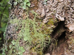 Usnea dasaea