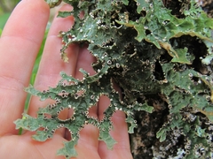 Pseudocyphellaria carpoloma