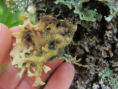 Pseudocyphellaria carpoloma