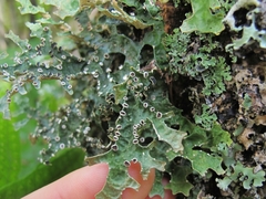 Pseudocyphellaria carpoloma