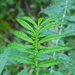 Swamp Agrimony - Photo (c) Fluff Berger, some rights reserved (CC BY-SA), uploaded by Fluff Berger