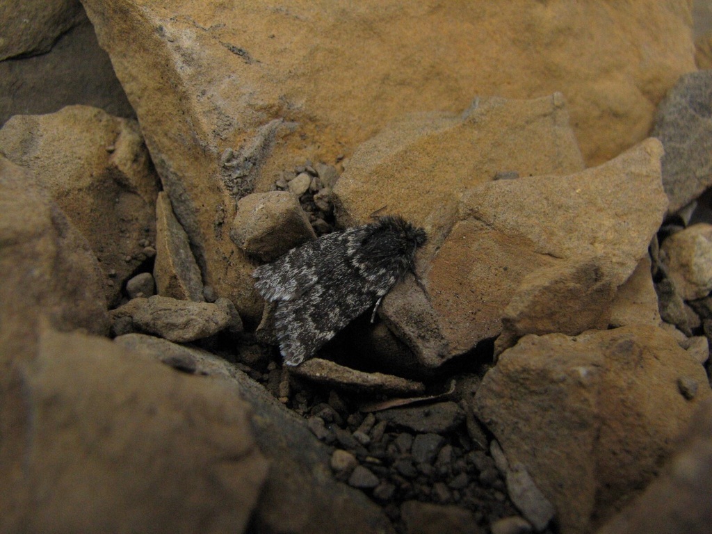 Sympistis nigrita
