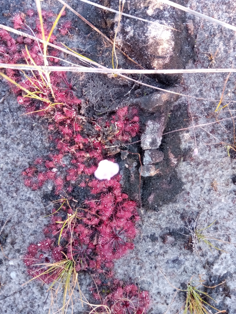 Utricularia livida E.Mey. 2