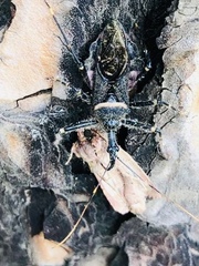 Pantoleistes princeps