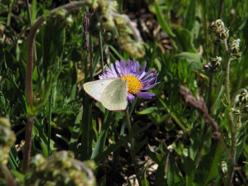 Nastes Sulphur