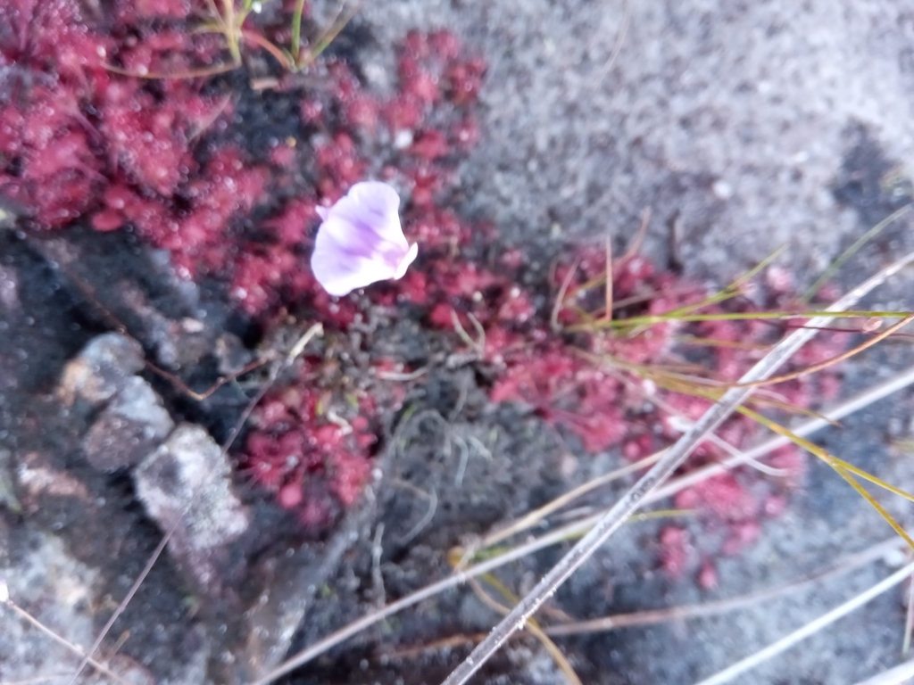 Utricularia livida E.Mey. 3