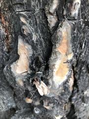 Pantoleistes princeps