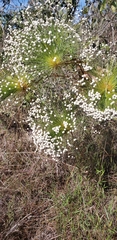 Paepalanthus chiquitensis