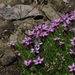 Lycaena cupreus snowi - Photo (c) Doug Macaulay, algunos derechos reservados (CC BY), subido por Doug Macaulay