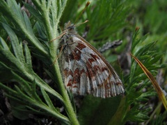 Boloria alaskensis
