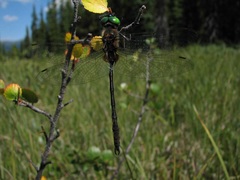 Somatochlora franklini