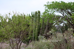 Lophocereus marginatus