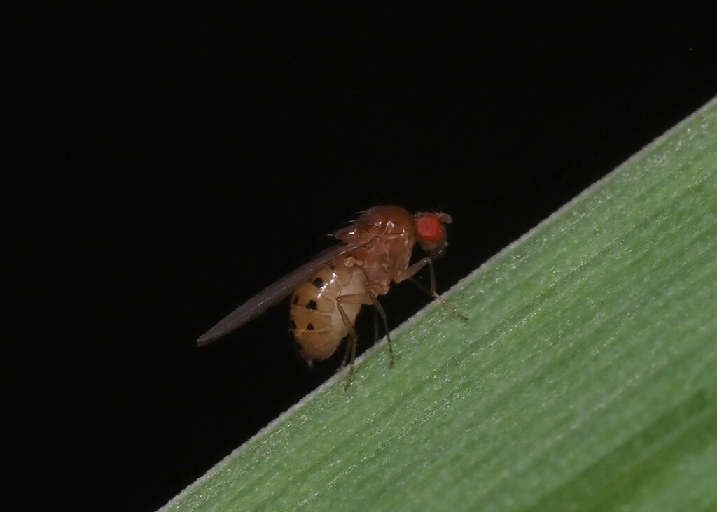 Drosophila transversa