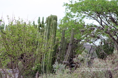 Lophocereus marginatus
