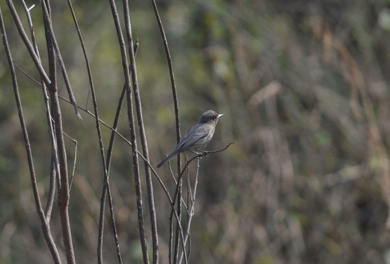 Cinereous Tyrant (Knipolegus striaticeps), photo 9