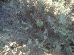 Oedera fruticosa